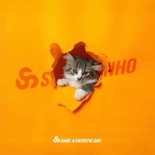 #2月22日 #猫の日 
#猫 #cat 
#catasticworld
#somasonho 
#sustainable